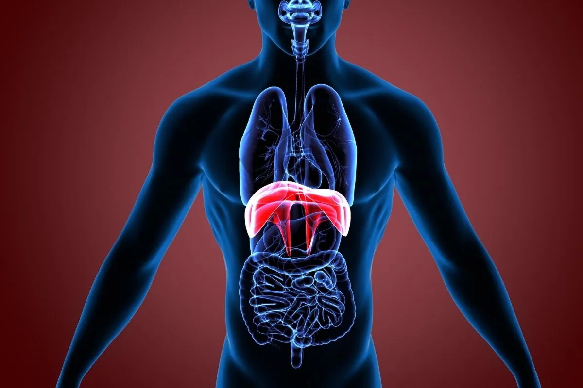 Diafragman som lymfsystemets viktigaste pump