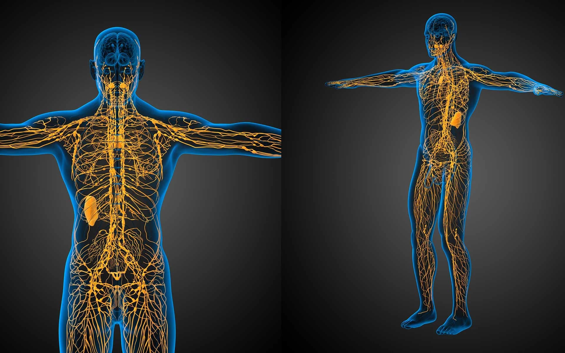 Det lymfatiska systemet hero